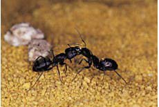 Ant (feminine)